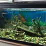 Leddy Black Tropical Aquarium 54L 60cm Image 2
