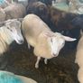 Ewe Lambs Image 5