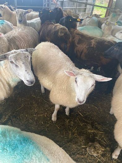 Ewe Lambs