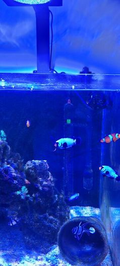marine livestock