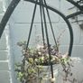 Tradescantia fluminensis Image 2