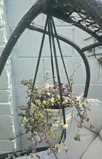 Tradescantia fluminensis