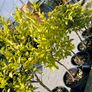 citrus  lemon tree Image 4
