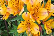 Alstromeria (Peruvian Lily)