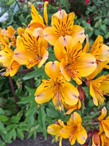 Alstromeria (Peruvian Lily)