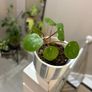 Money Plant Pilea Image 2