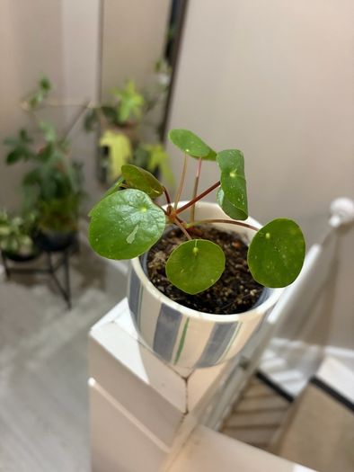 Money Plant Pilea