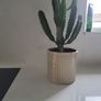 Euphorbia Trigona planter Image 6