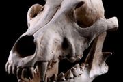 1/1 resin copy of a wolf skull.