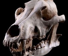 1/1 resin copy of a wolf skull.