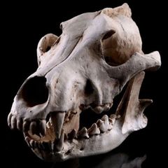 1/1 resin copy of a wolf skull.