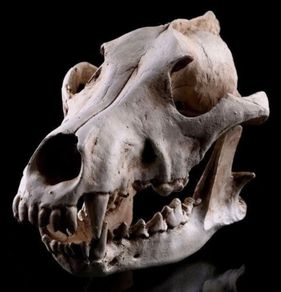 1/1 resin copy of a wolf skull.