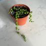 String of pearls house plant succulent Image 2