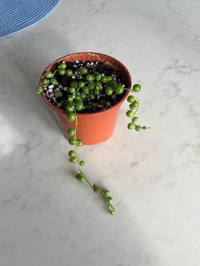 String of pearls house plant succulent