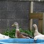 Ducks and chickens Image 5
