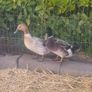 Duck and Drake Abacot Ranger Image 6