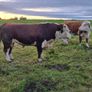 Hereford bull Image 4