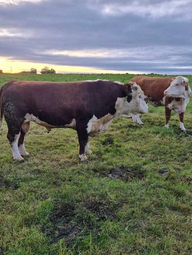 Hereford bull