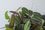 Maranta plant