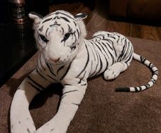 large white tiger