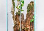 Glass Terrariums