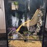 Fish tank and big lizard tank Image 4