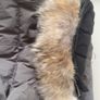 Canada goose Image 4
