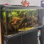 fish Image 3
