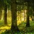 Forest Fruit