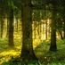 Forest Fruit