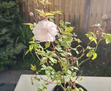 Plant