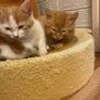 Kittens for adoption Image 8