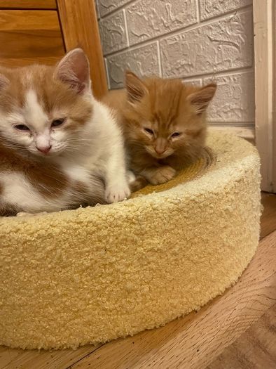 Kittens for adoption
