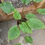 Indoor plant homalomena rubescens Image 2