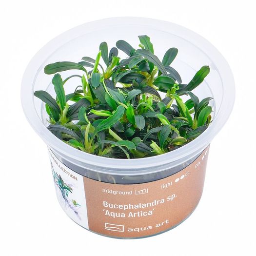 Aqua-Art Bucephalandra, Anubias ect aquarium in vitro plants