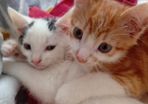 2 Kittens