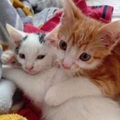 2 Kittens
