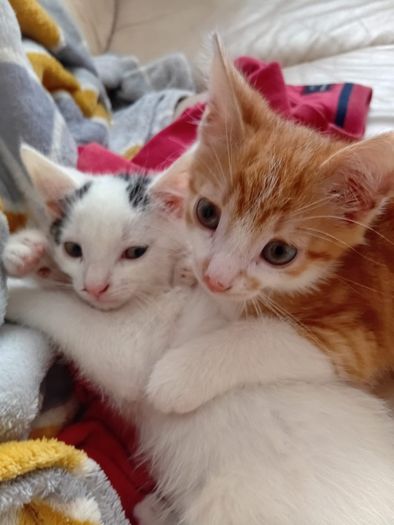2 Kittens