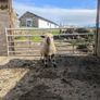 Ram lamb Image 3