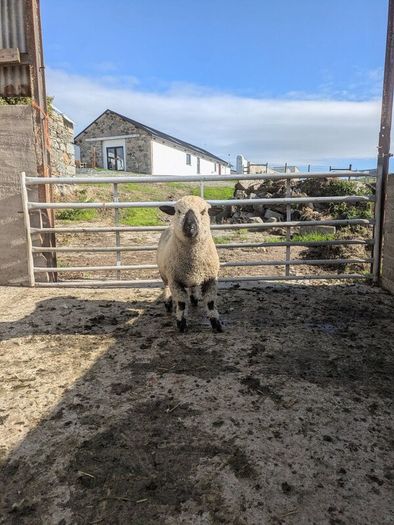 Ram lamb