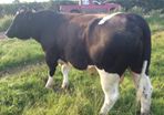 Clogheraily Pedigree British Friesian Bulls