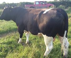 Clogheraily Pedigree British Friesian Bulls