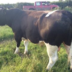 Clogheraily Pedigree British Friesian Bulls