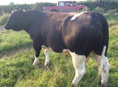 Clogheraily Pedigree British Friesian Bulls