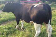 Clogheraily Pedigree British Friesian Bulls