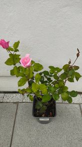 Rose plant