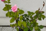 Rose plant
