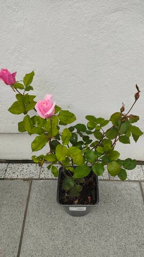 Rose plant