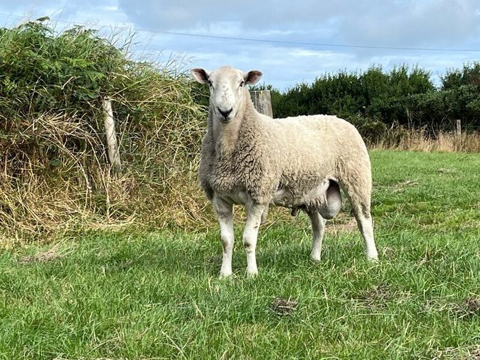 Blue Leicester Hogget