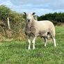 Blue Leicester Hogget Image 4